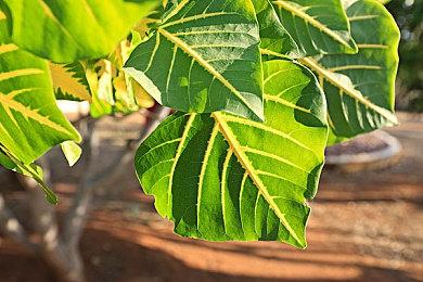 《三角洲行动》黑鹰坠落战役模式上线 全关卡免费玩