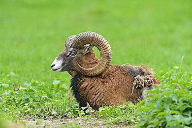 PC版发力！《对马岛之鬼》成5月美国最畅销游戏